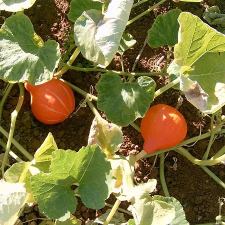 Gospodarstwo agroturystyczne La Ripa Del Drago *